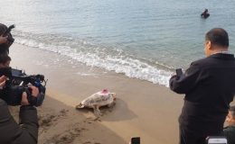 Akdeniz’in en uzun süre izlenen kaplumbağası Tuba’nın sinyali kesildi