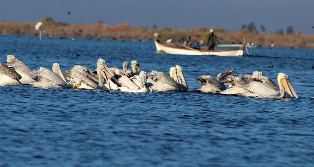Dünya yaban hayatı gününde nesli tehlike altında olan ‘Tepeli Pelikan’ı öldürdüler