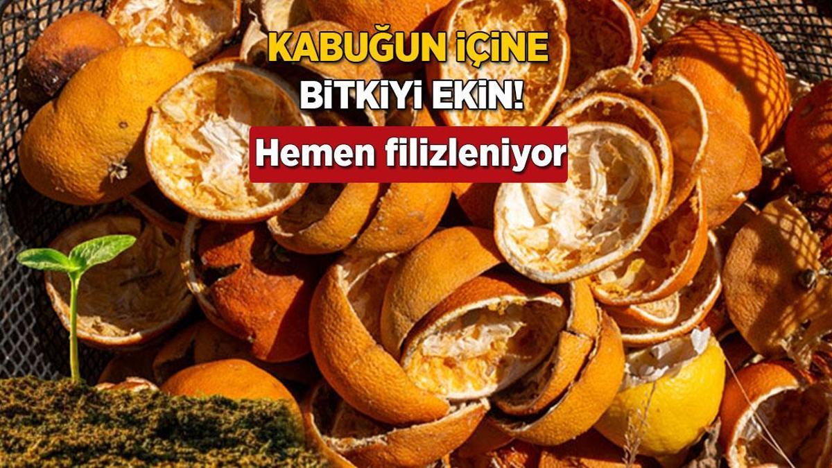 Portakal kabuğuna bitki de ekiliyormuş! 1 haftada filizleniyor, en iyi besin